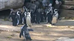 Как кормят пингвинов