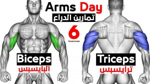 Как увеличить руки, используя только гантели (бицепсы - трицепсы)