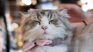 ?Музыка Для Кошек. Музыка для сна кошки ?