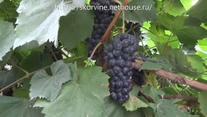 Сорт винограда Гурзуфский розовый сезон 2017 21.09.2017