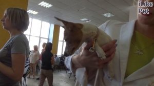 Той фокстерьер на ilikepet. Особенности породы, уход