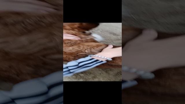 собачки