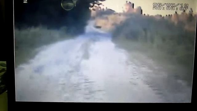 Кабаны перебегают дорогу. смотреть онлайн