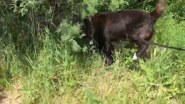 Басый и Киш смотреть онлайн