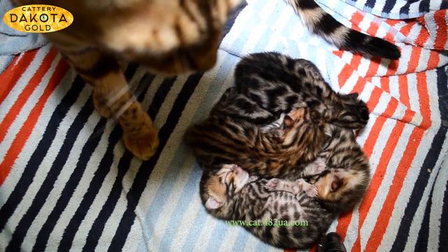 Будни питомника бенгальской кошки Dakota Gold    бенгальские котята, 4 день, часть 2 смотреть онлайн