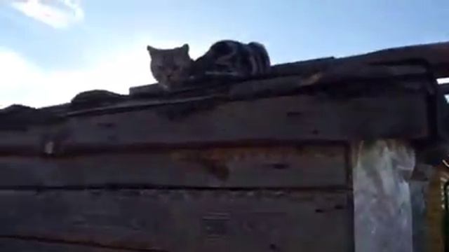 Курятник 2 смотреть онлайн