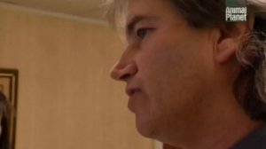 Все о собаках. Чау-чау