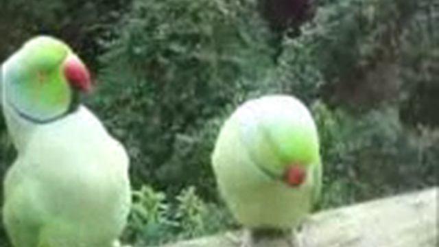 говорящие птички смотреть онлайн