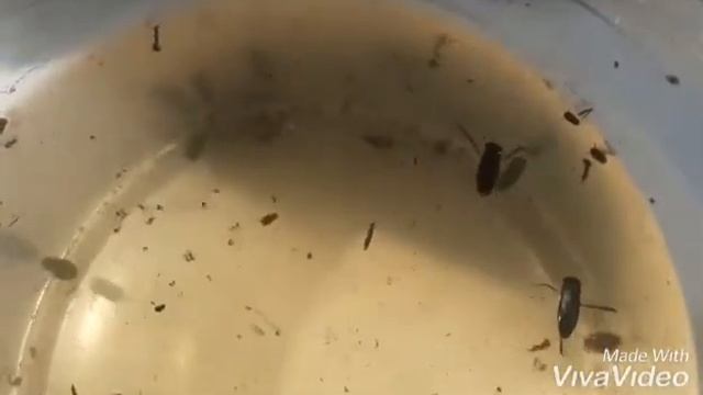 Чем питаются жуки-плавунцы. смотреть онлайн