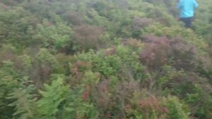 Пчеловодство в Англии. Обзор цветения вереска.