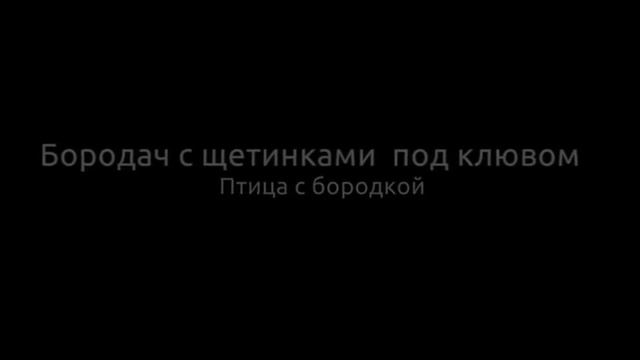 Нанду страус и птица бородатая - бородач с бородкой как мужичок смотреть онлайн
