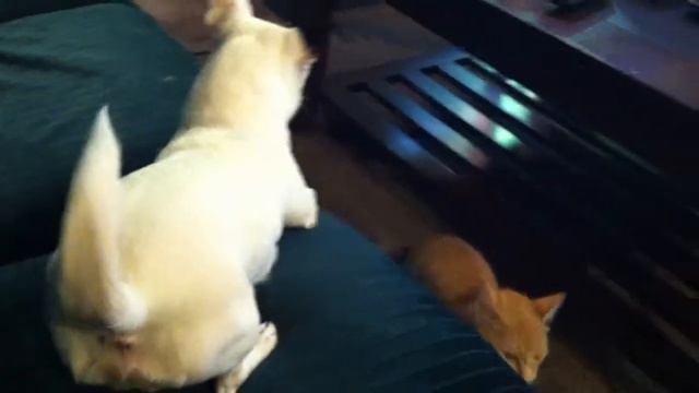 Piper, a Chihuahua/Jack Russell Mix, VS. Gremlin! смотреть онлайн