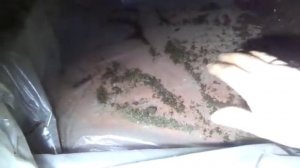 Технология "Шагающая гряда" на стеллажах/Разведение червя дендробена