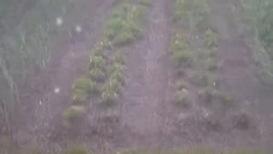 Летом идёт снег