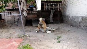 Бой щенков алабая