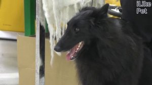 Бельгийская овчарка грюнендаль на ilikepet. Особенности породы, уход