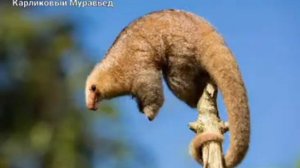 Редкие жывотные топ-15, 1 часть.