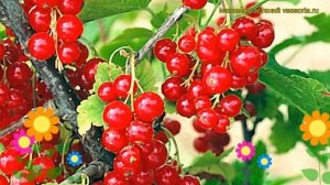 Смородина красная Ненаглядная. Краткий обзор, описание характеристик ribes rubrum Nenaglyadnaya