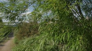 "Уникальная" ива