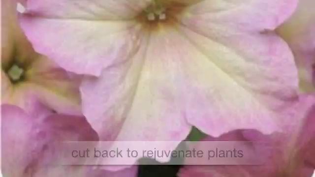 Petunia Sophistica series смотреть онлайн