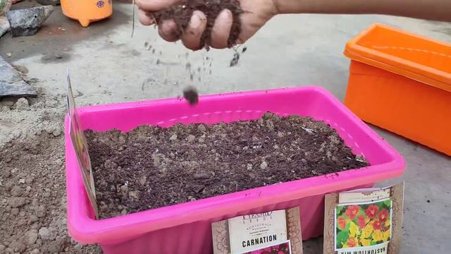 How To Grow Petunia From Seeds🥀मैंने पहली बार पिटुनिया को बीज से उगाया 🤫 смотреть онлайн