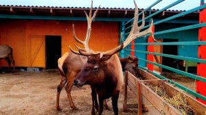 Зоопарк в Махачкале