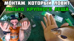 Оснастка, которая ловит КРУПНОГО ЛЕЩА. Лучшая донная снасть для ловли леща на реке. Монтаж на леща.