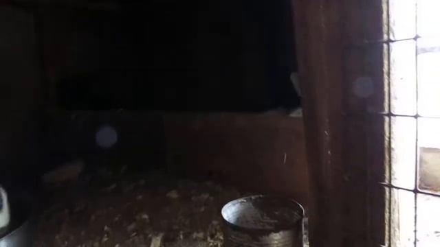 Немецкий пестрый великан строкач