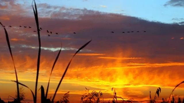 Успокаивающая музыка для сна / Расслабляющая музыка с пением птиц поможет снять стресс смотреть онлайн