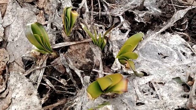 ПОЕЗДКА НА ДАЧНЫЙ УЧАСТОК смотреть онлайн