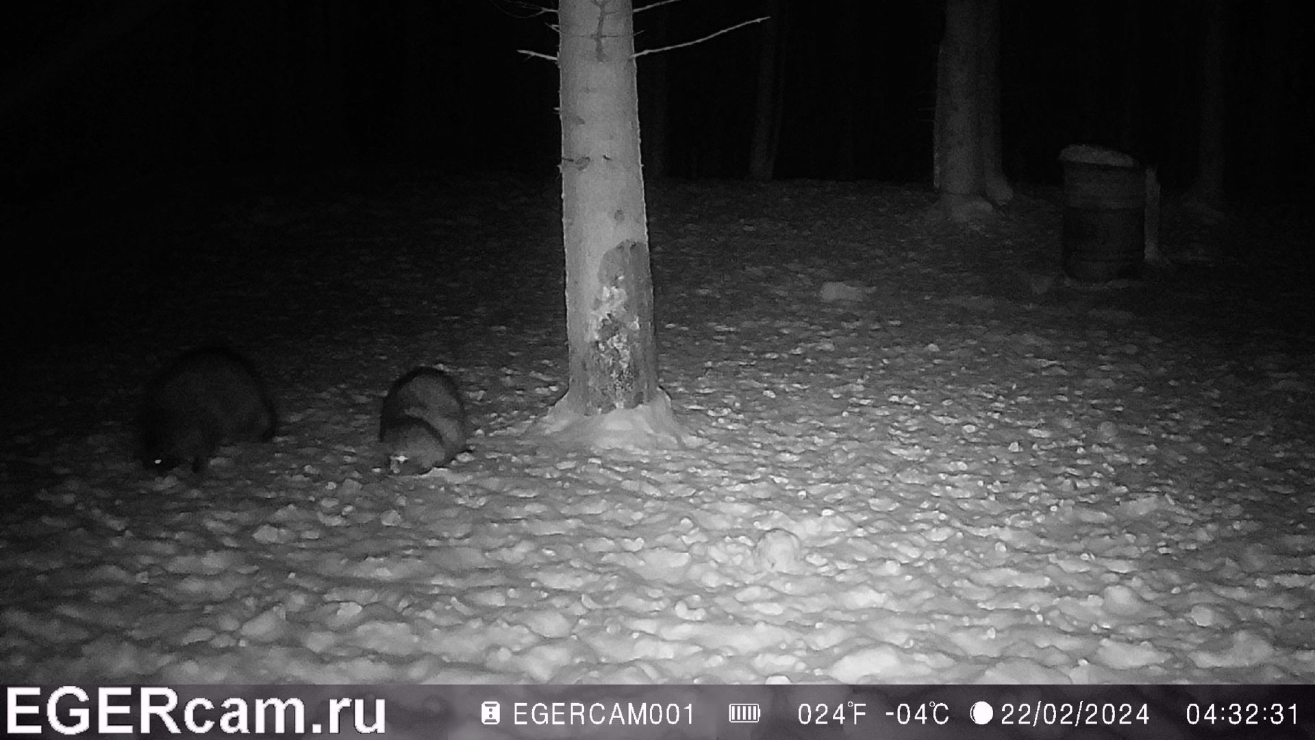 Енотовидные собаки воруют подкормку )
Всегда свежие фото и видео с фотоловушек Егерькам