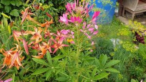 Клеома - цветок Паук! Посадка и Уход Клеома.