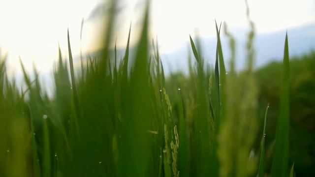 Расслабляющее движение по траве | Relax VIdeo | Медитация | Музыка для сна смотреть онлайн