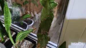 Обзор цветов на балконе. Клеродендрум хлорозит. Лучуза. Кактусы весной. 03.04.2023.