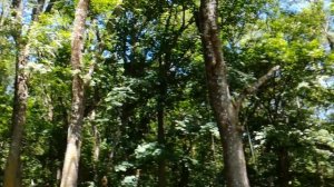 Трехдиапазонный диполь на  80/40/20 метров.