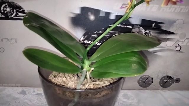 Цветет орхидея фаленопсис Meidarland (Phal. Meidarland Chambe) смотреть онлайн