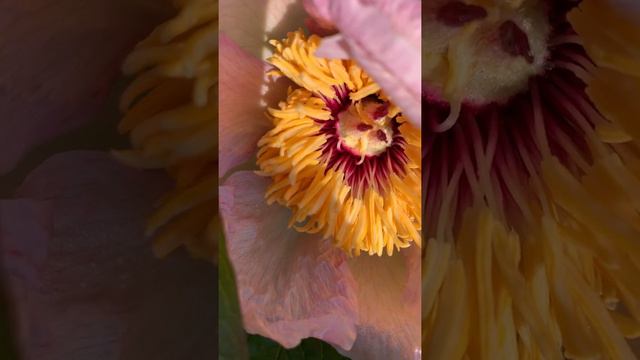 Peony FAN TAN (Originated in Japan, 1954, Introduced by Louis Smirnow) , канал ПІОНИ-ВСЕ ПРО НИХ смотреть онлайн