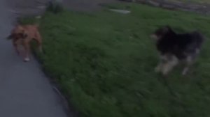 Перцовый баллончик Контроль-УМ против Собак-10 Перец. pepper spray dogs. велосипедист #289.mp4