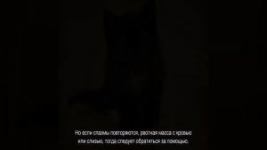 Рвота у котенка: почему и что делать при тошноте