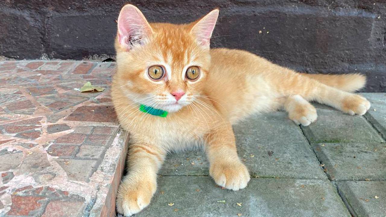 Лучик кот