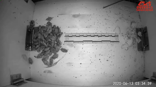 등줄쥐 (Apodemus agrarius) - 센서카메라 Striped field mouse - small animal cam смотреть онлайн