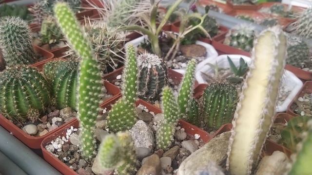 Кактусы и суккуленты.И снова о любви...О любви к колючкам. смотреть онлайн