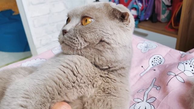 Влог. Кот Михи оказался не нужен. История нашего кота.  Плачу на кухне? Местная колибри- бражник