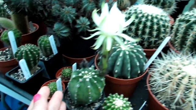 Our Echinopsis subdenudata Cacti in Flower |  Sea Urchin Cactus | Domino Cactus