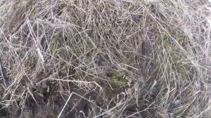 ЭТО НЕВЕРОЯТНО! 400кг! ПОБИТ ЛИЧНЫЙ РЕКОРД МЕТАЛЛОКОПА В 2021 ГОДУ!