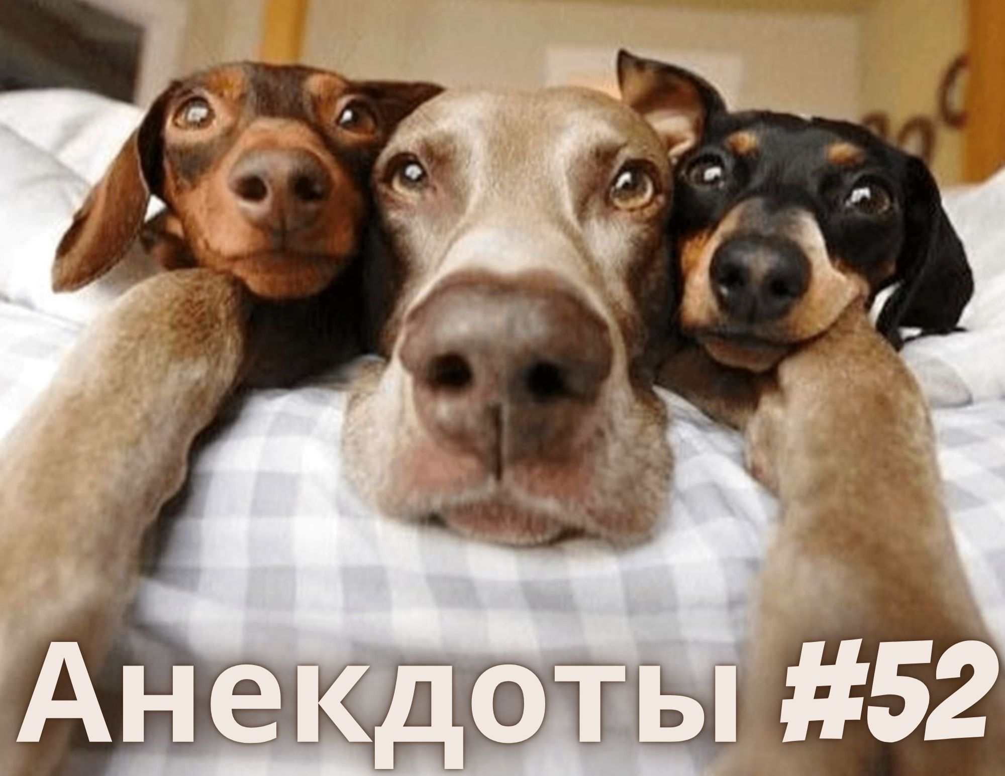 Про животных ролики