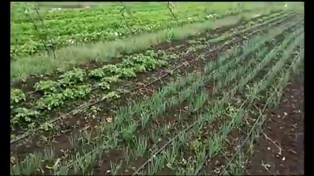 Клубника: об Альбе. смотреть онлайн