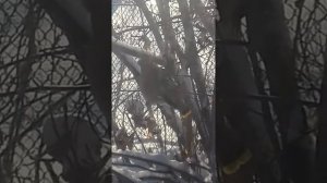 Птица врезалась в окно.?☺?