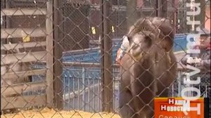 В саранском зоопарке поселилась самка верблюда