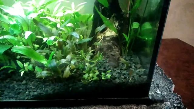 Tetra ,сифон,обслуживание,белый фон,редизайн 100L